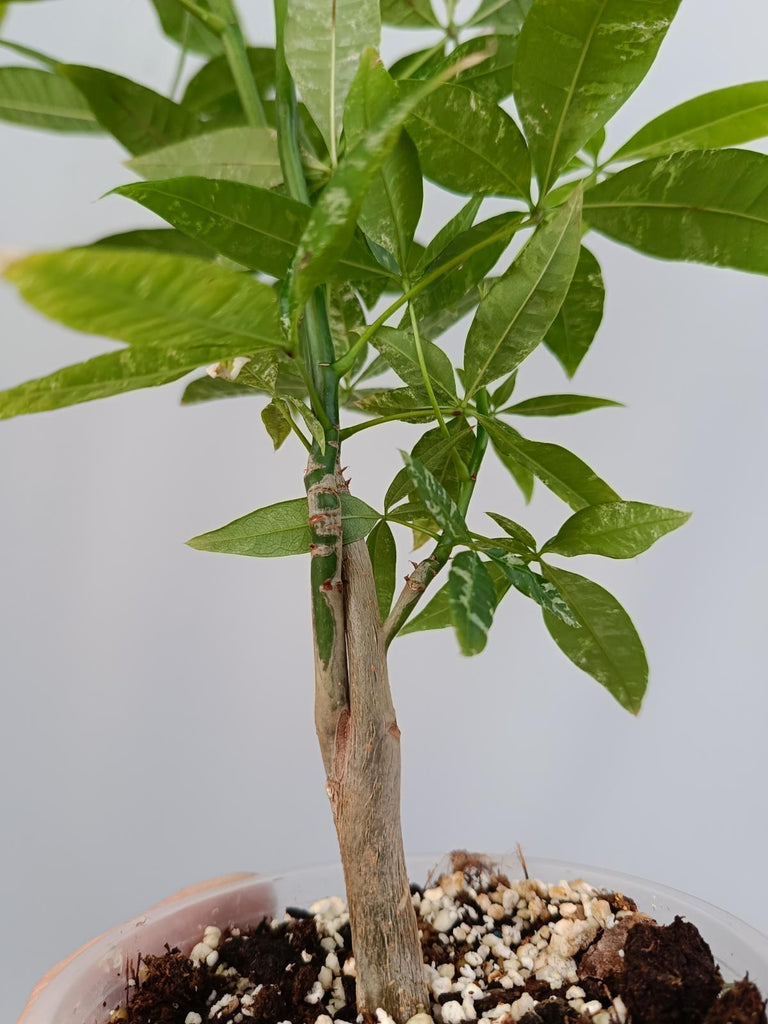 Pachira glabra milky way variegata