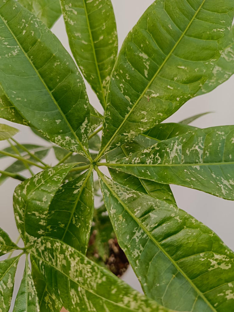 Pachira glabra milky way variegata