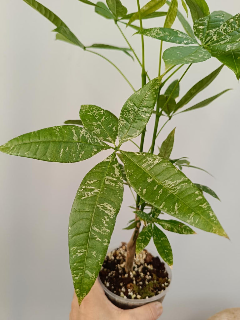 Pachira glabra milky way variegata