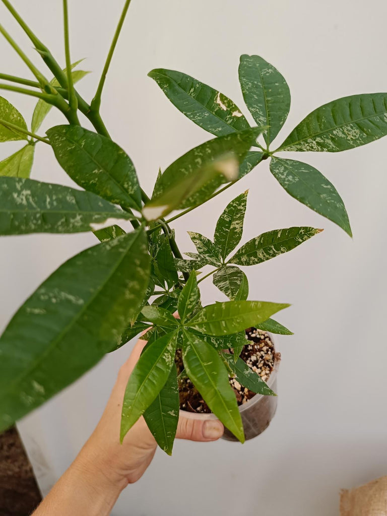 Pachira glabra milky way variegata