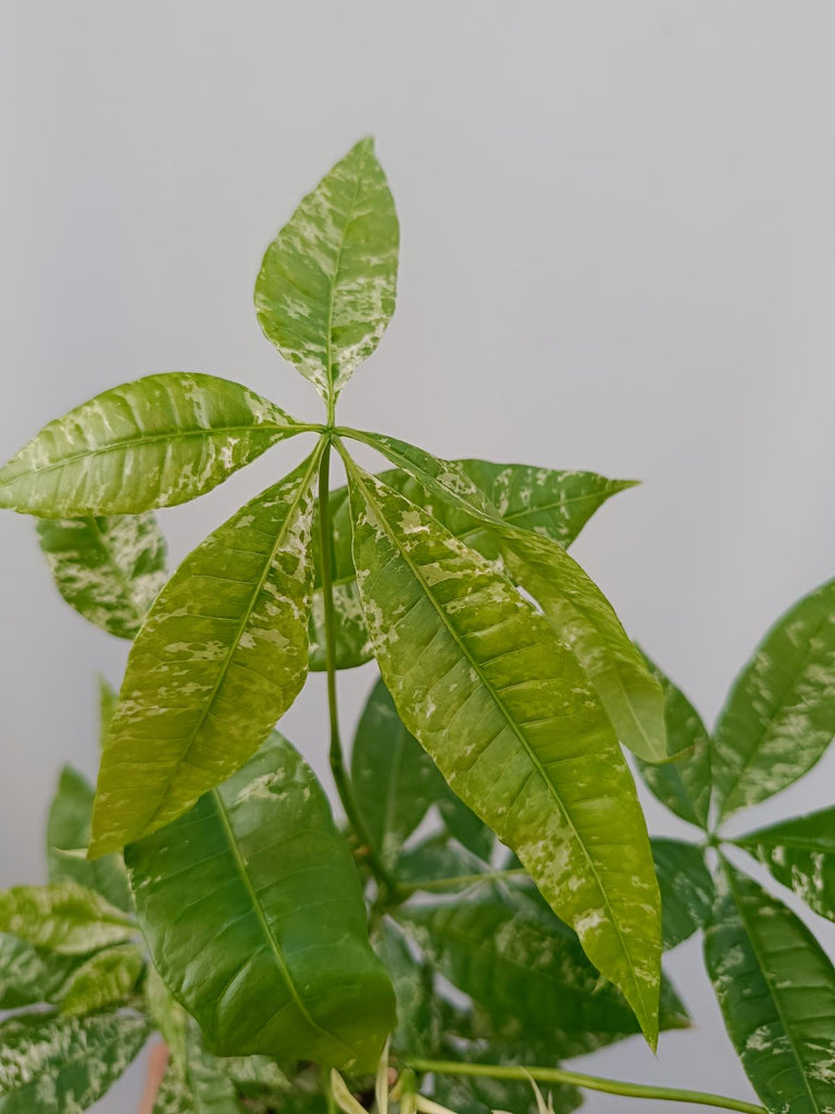 Pachira glabra milky way variegata