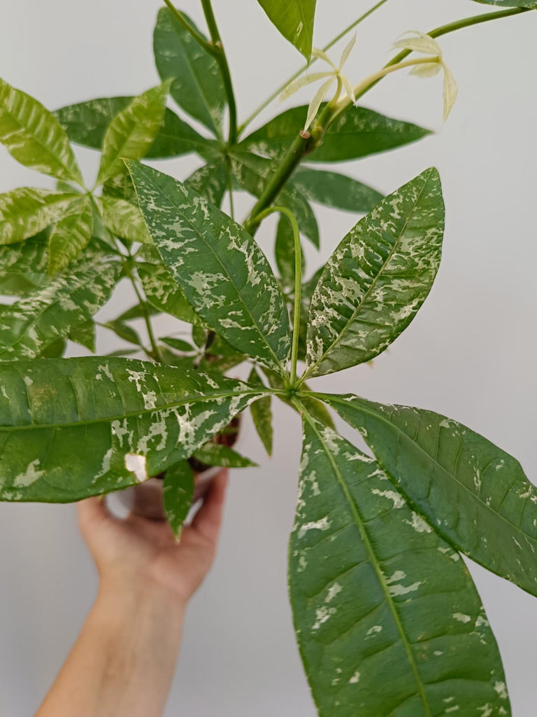 Pachira glabra milky way variegata