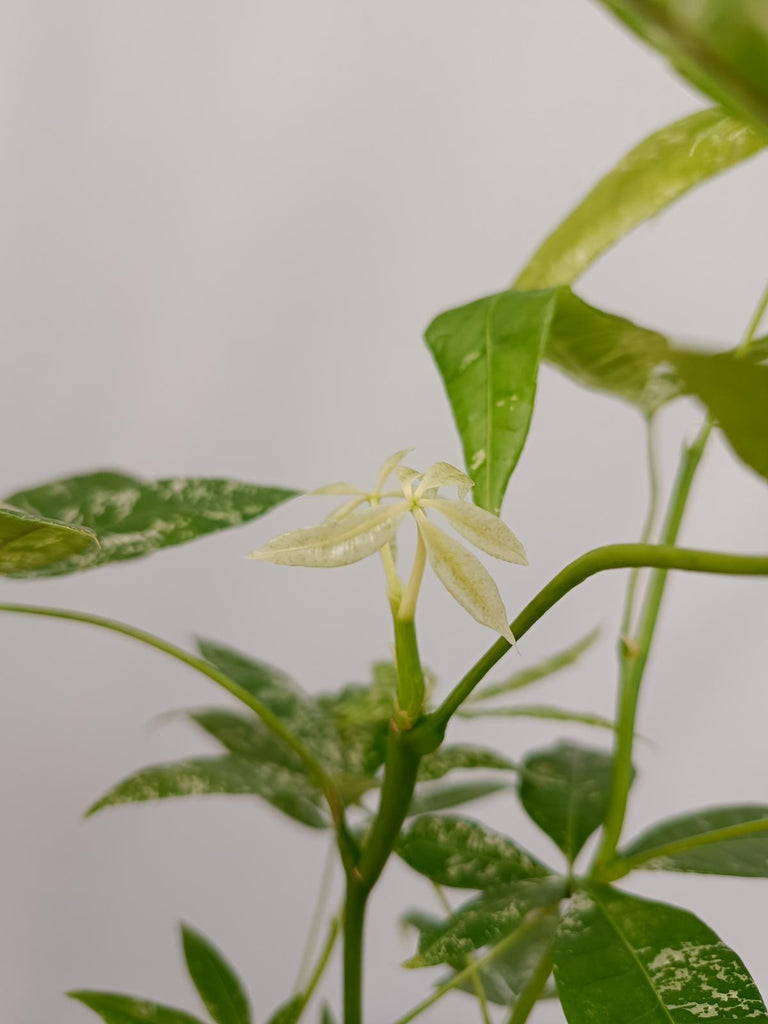 Pachira glabra milky way variegata