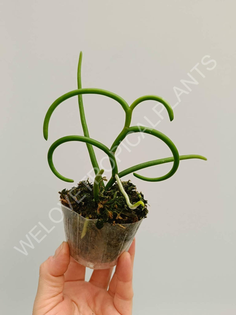 Papilionanthe teres var. 'Olympic rings'