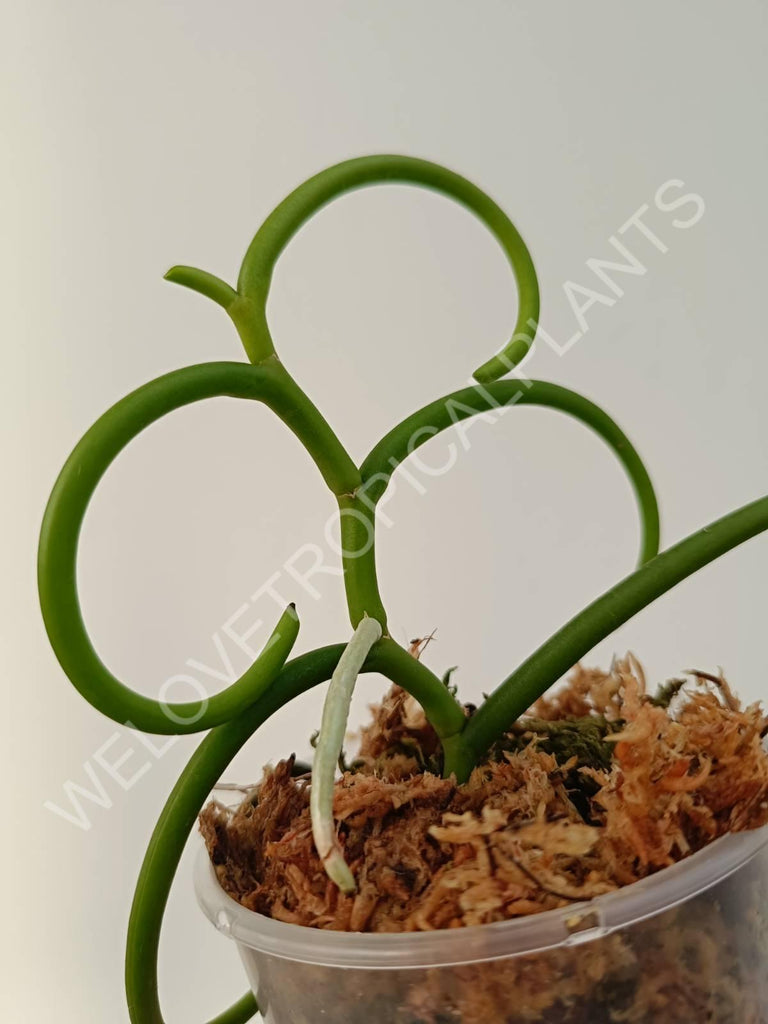 Papilionanthe teres var. 'Olympic rings'