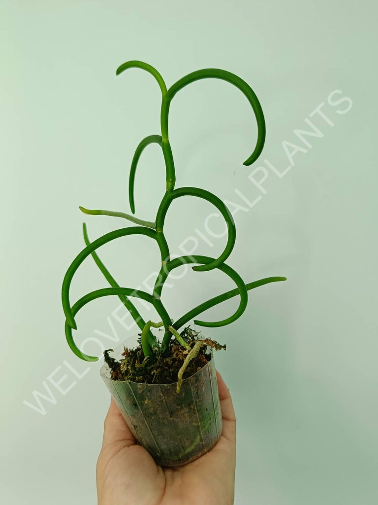 Papilionanthe teres var. 'Olympic rings'