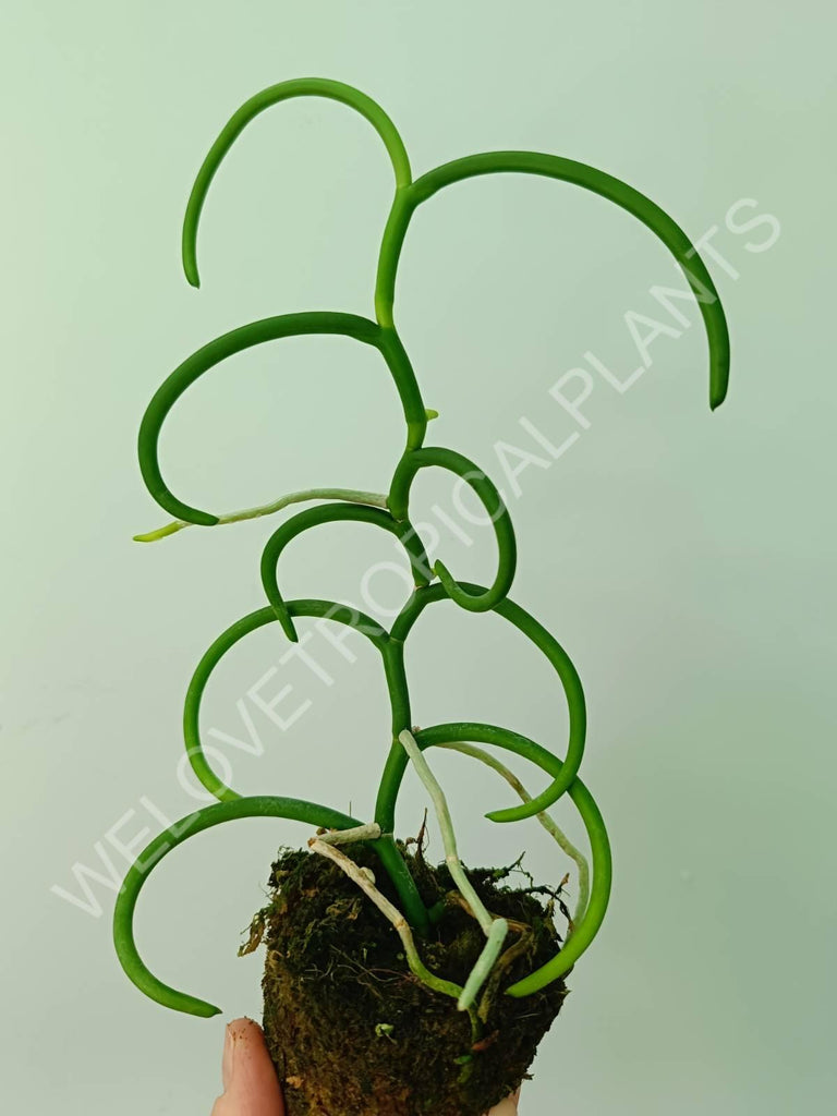 Papilionanthe teres var. 'Olympic rings'