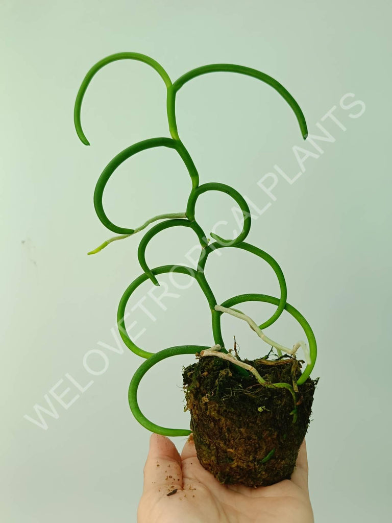 Papilionanthe teres var. 'Olympic rings'