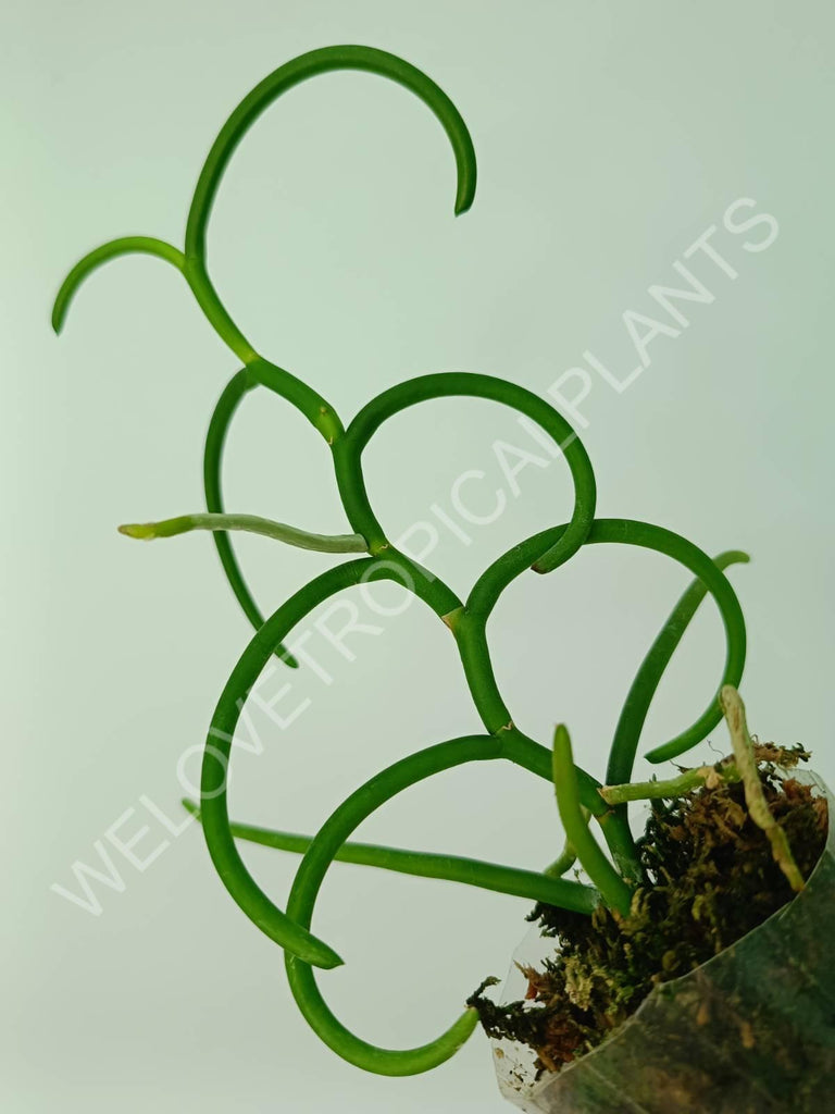 Papilionanthe teres var. 'Olympic rings'