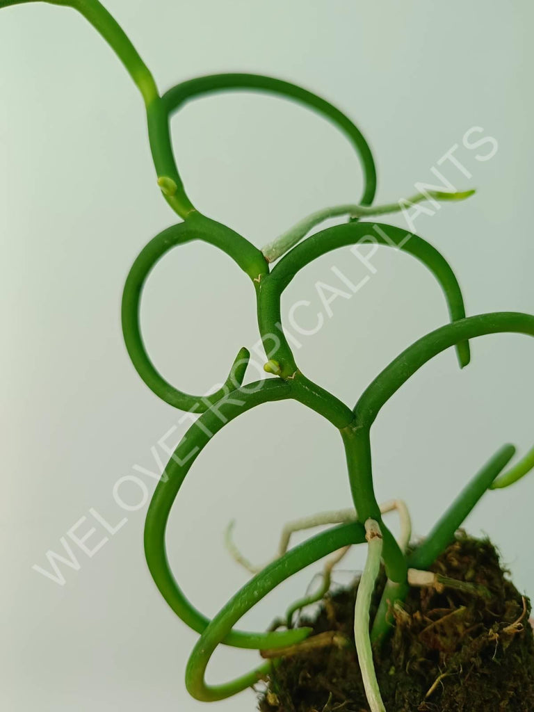 Papilionanthe teres var. 'Olympic rings'