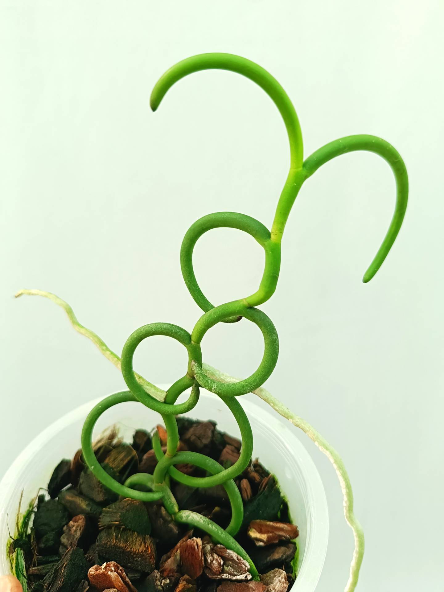 Papilionanthe Teres var. &#39;Olympic Rings&#39;