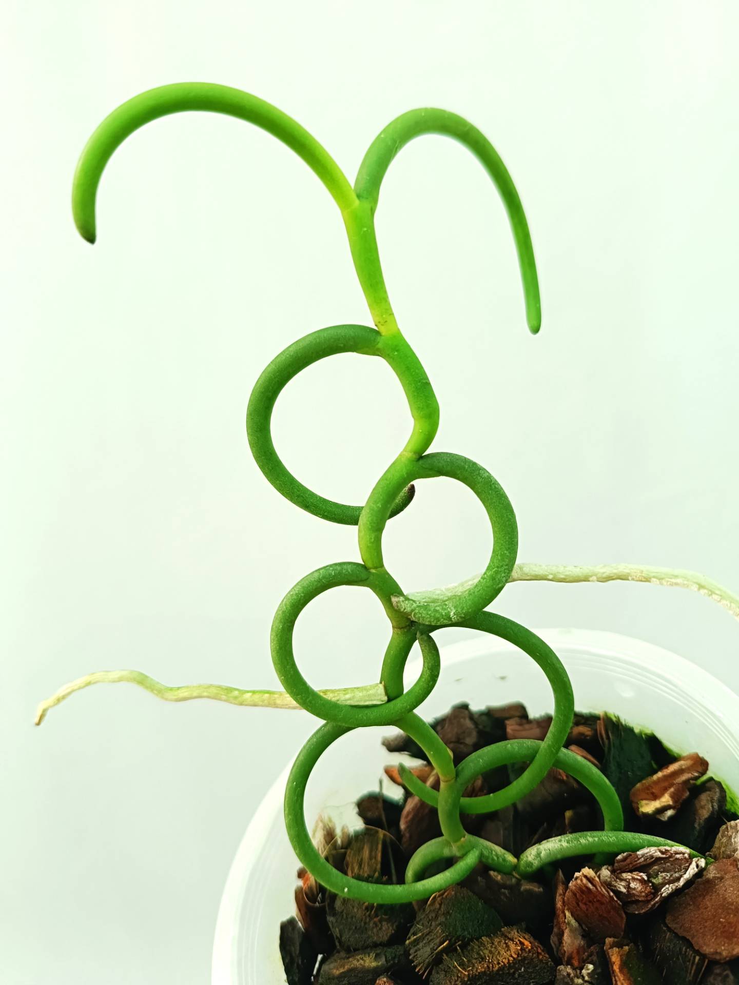 Papilionanthe Teres var. &#39;Olympic Rings&#39;