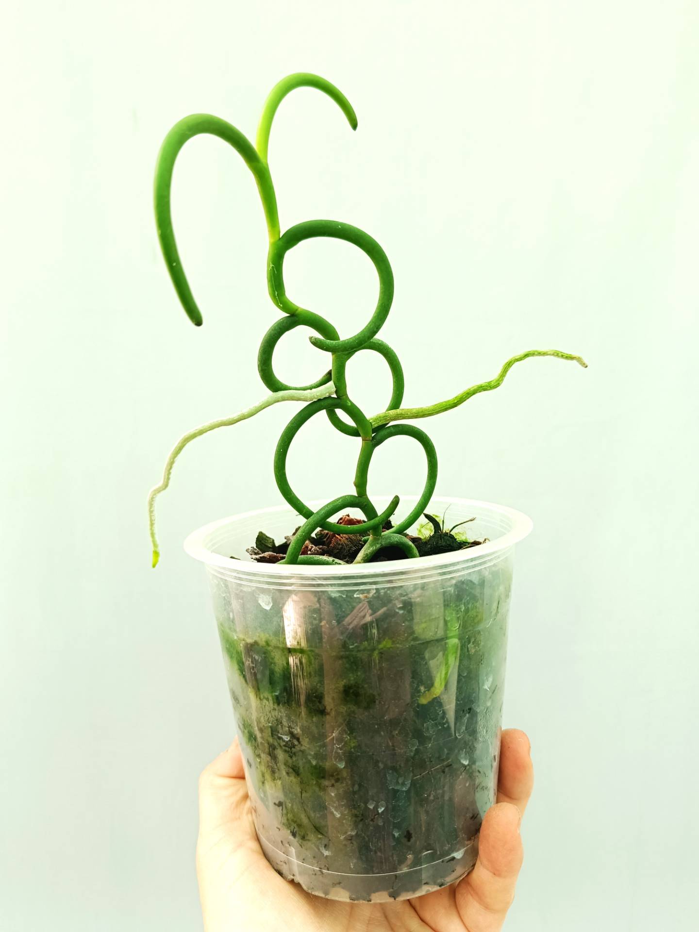 〇ポットごと♡オリンピックリングス♡パピリオナンセ♡Olympic Rings Buy Papilionanthe teres var. 'Olympic rings' | Welovetropicalplants