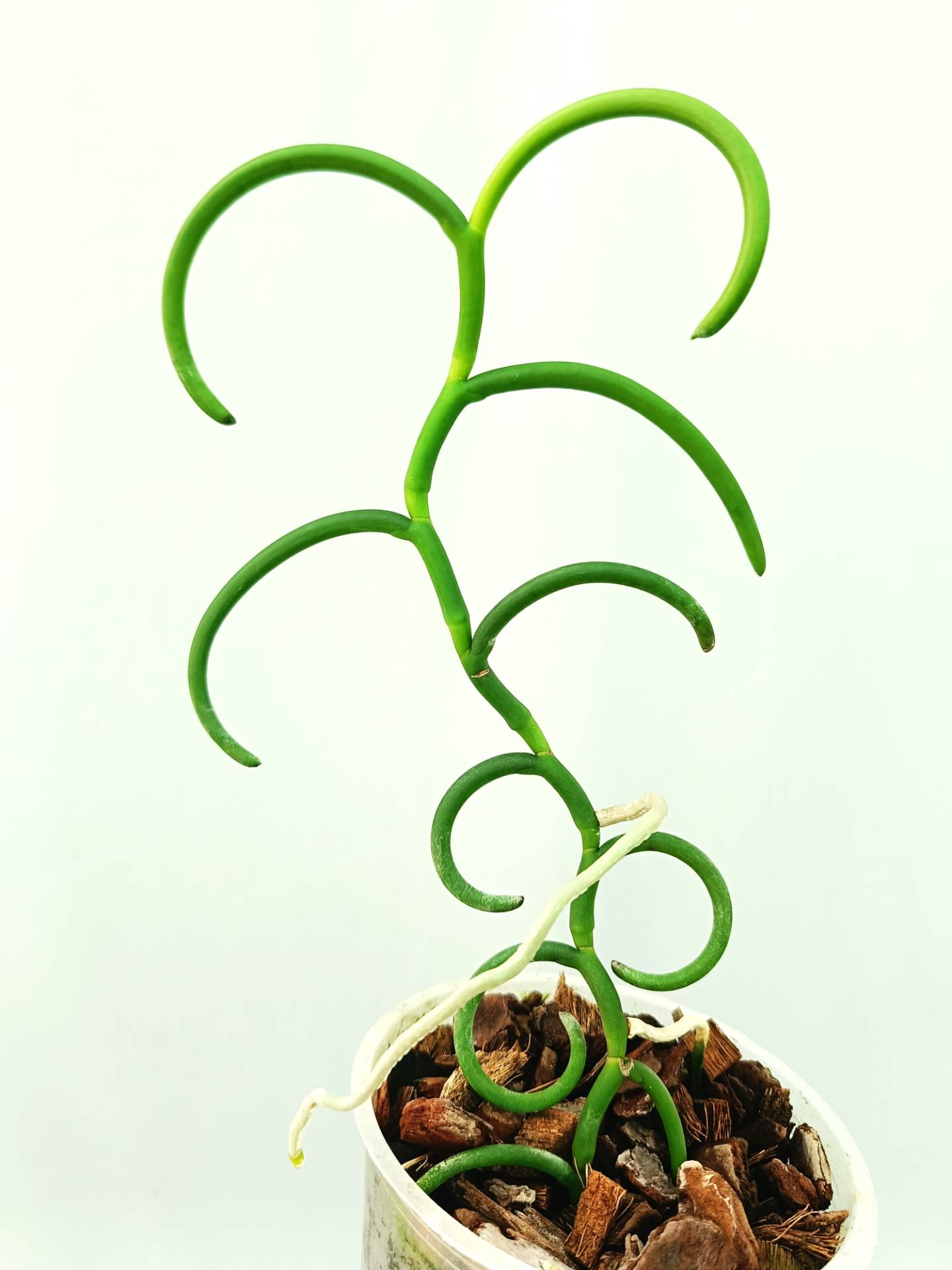 Papilionanthe Teres var. &#39;Olympic Rings&#39;