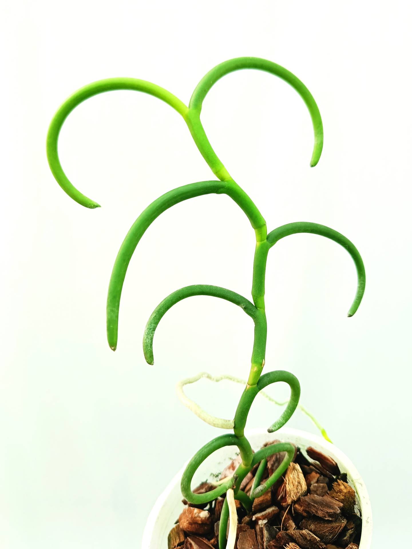 Papilionanthe Teres var. &#39;Olympic Rings&#39;