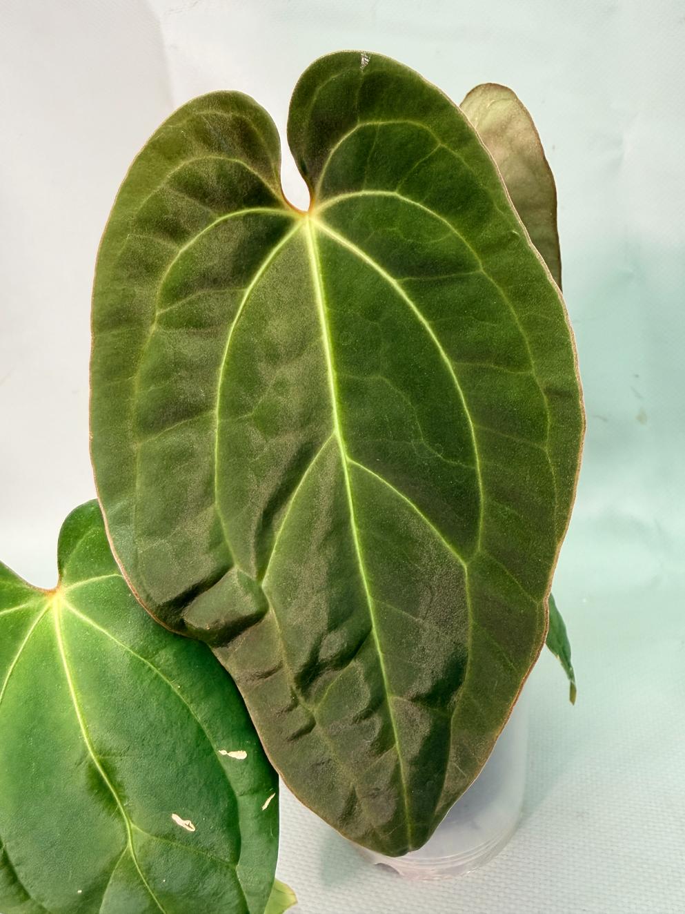 Anthurium Papillilaminum x Magnificum | Welovetropicalplants