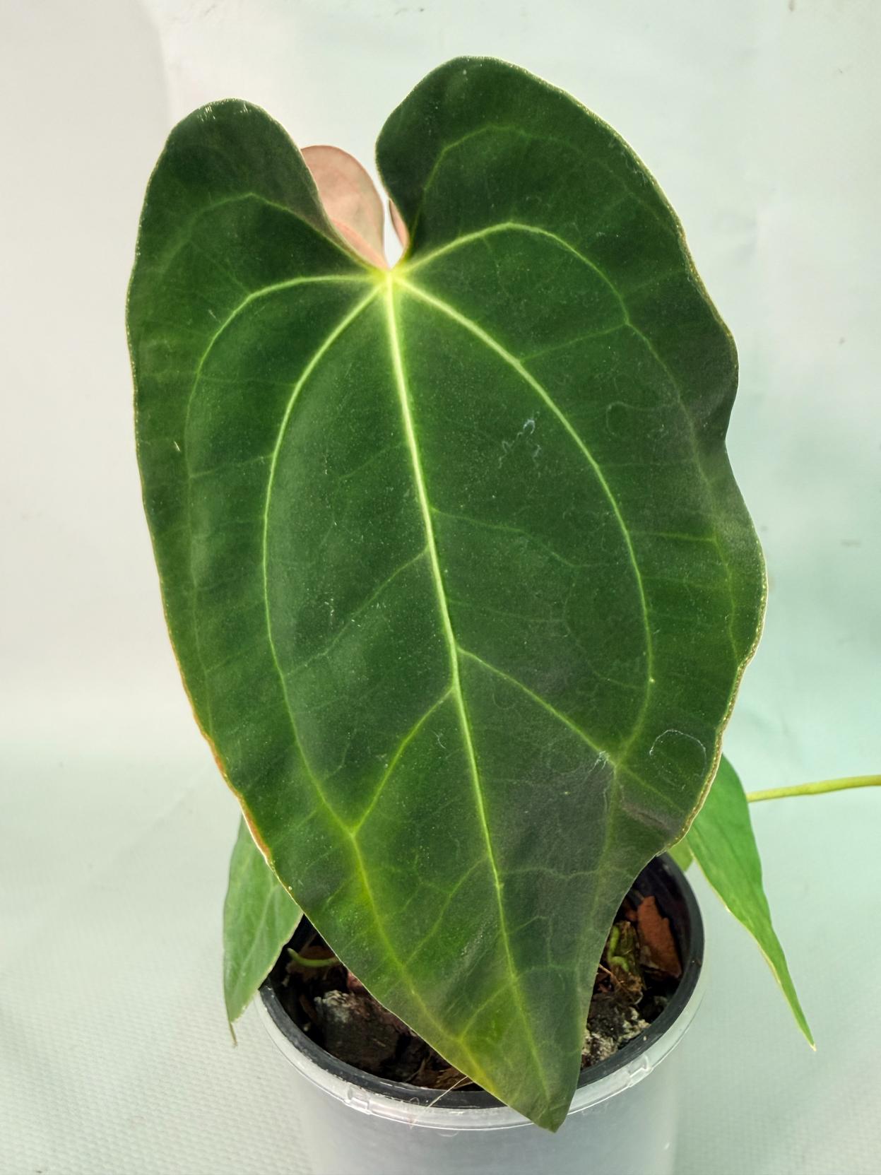 papillilaminum 10