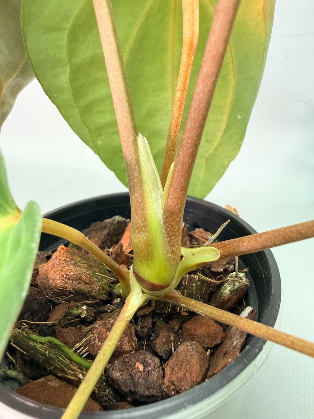 その他観葉植物 Anthurium Papi x Magnificum Anthurium papillilaminum X Magnificum Verde