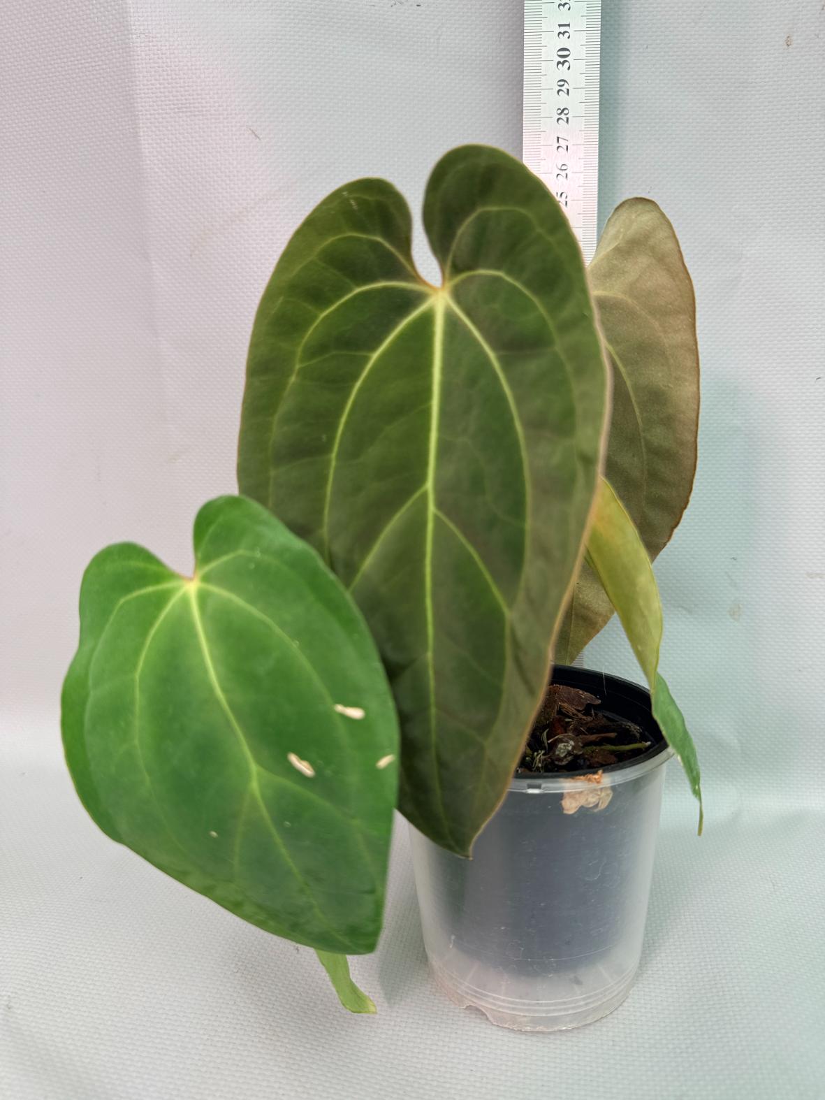 その他観葉植物 Anthurium Papi x Magnificum Anthurium Papillilaminum x Magnificum | Welovetropicalplants