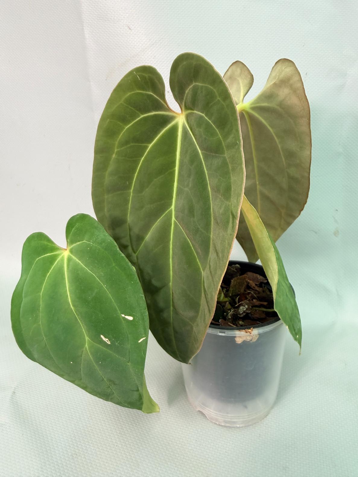 Anthurium Papillilaminum x Magnificum