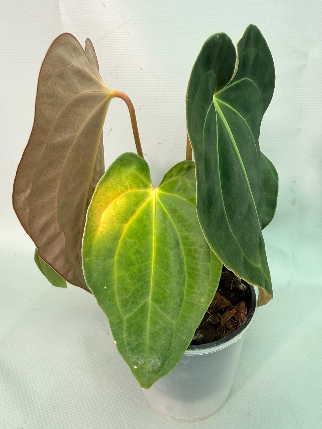 Anthurium Papillilaminum x Magnificum | Welovetropicalplants
