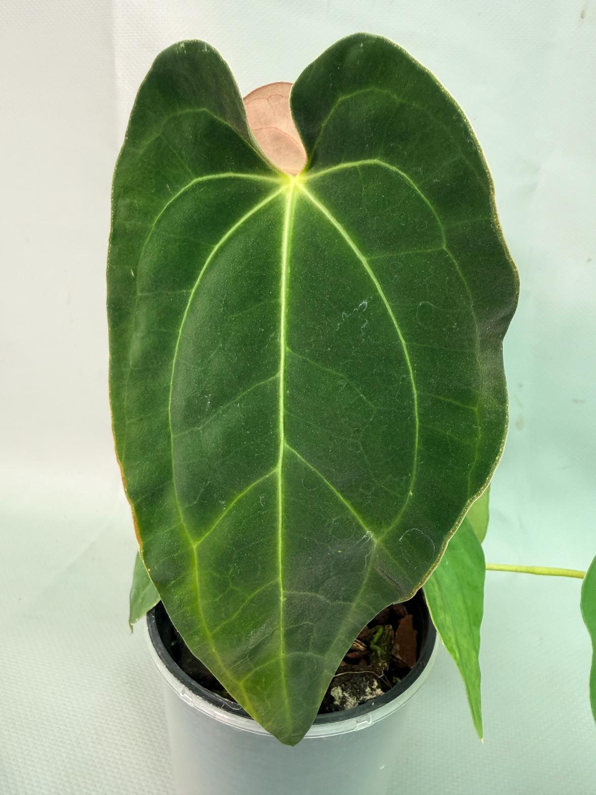 papillilaminum 06