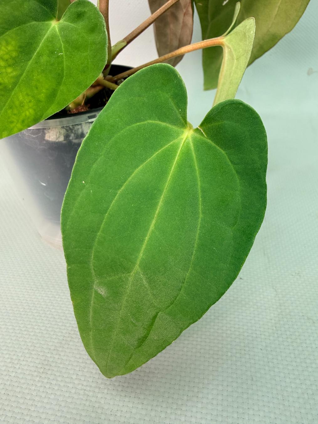 papillilaminum 06