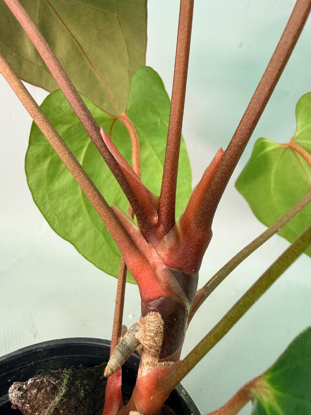 papillilaminum 09