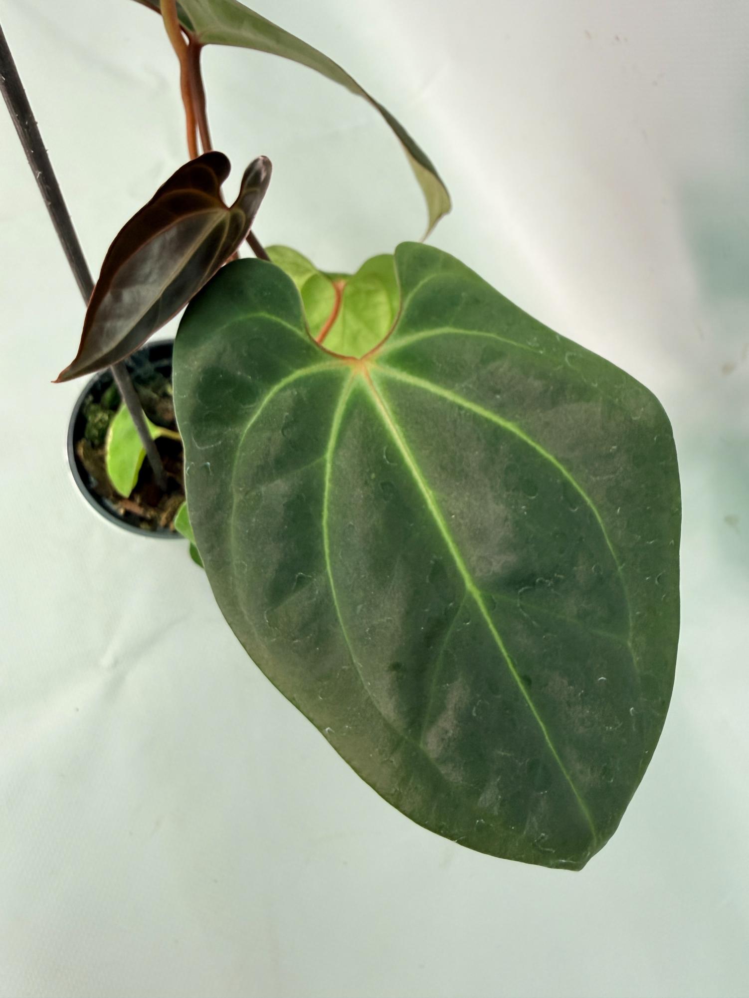papillilaminum 10
