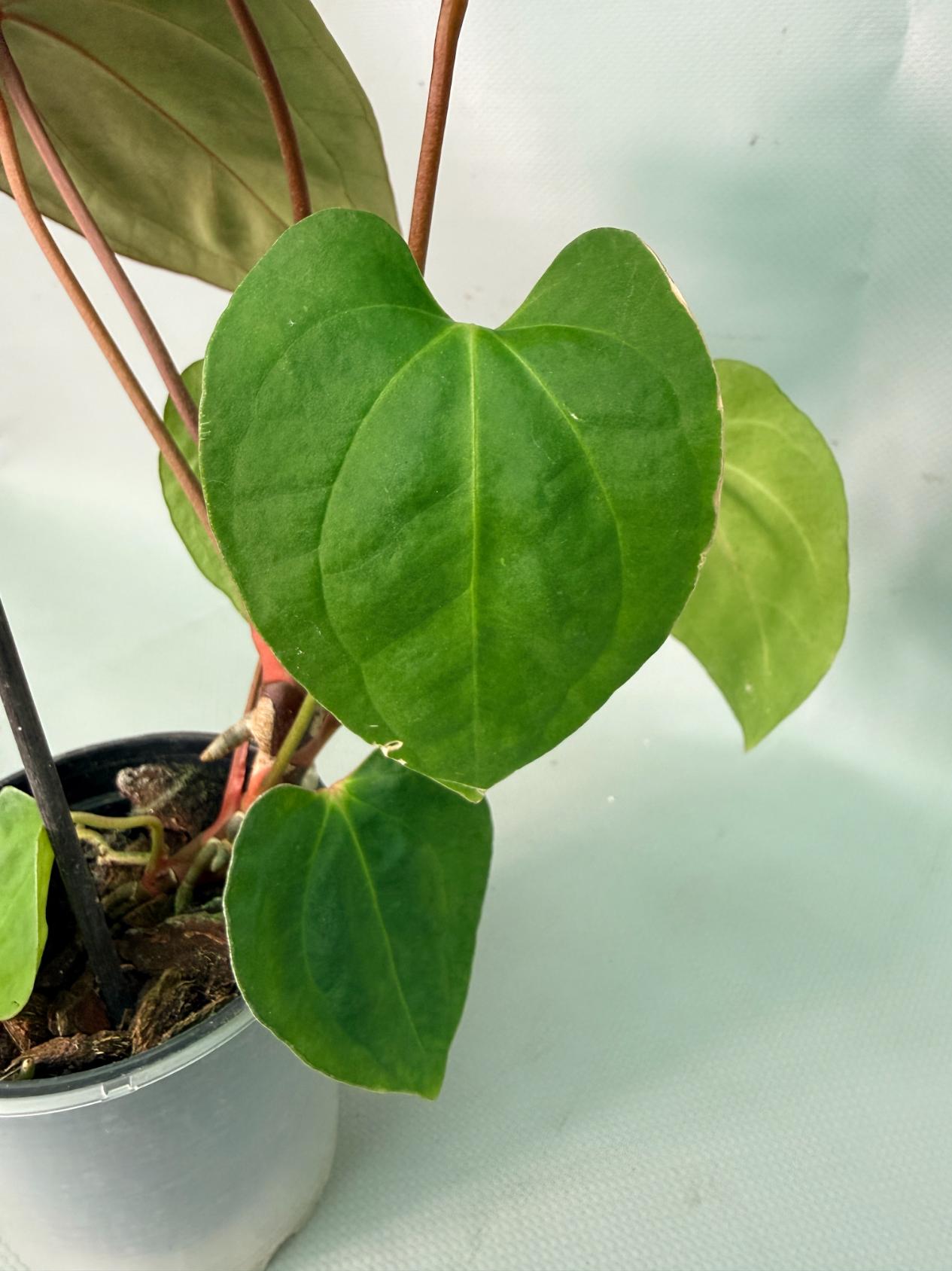 papillilaminum 11