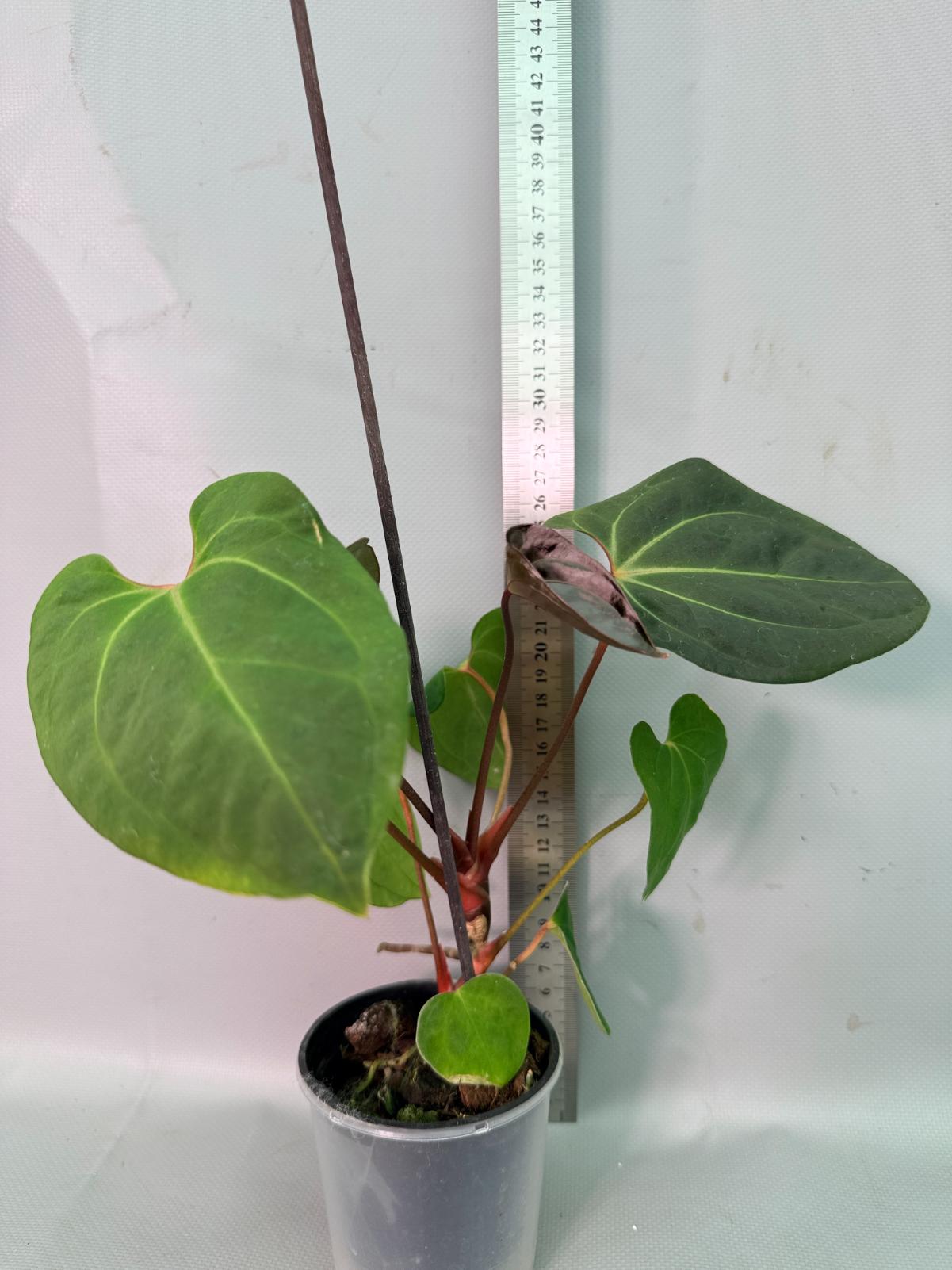 papillilaminum 02