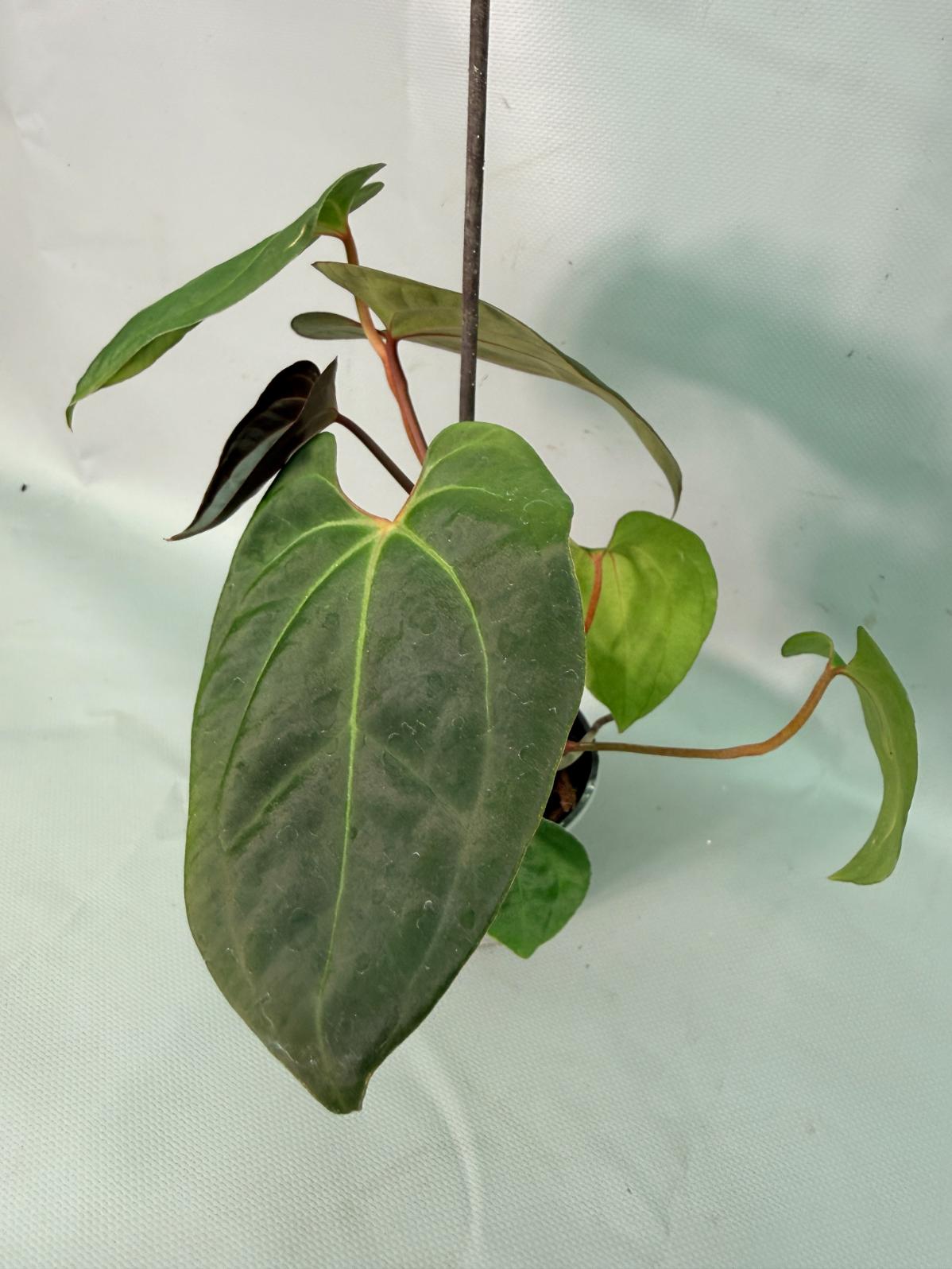 papillilaminum 03