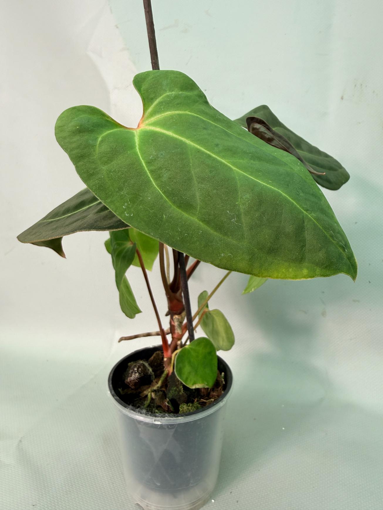 papillilaminum 05