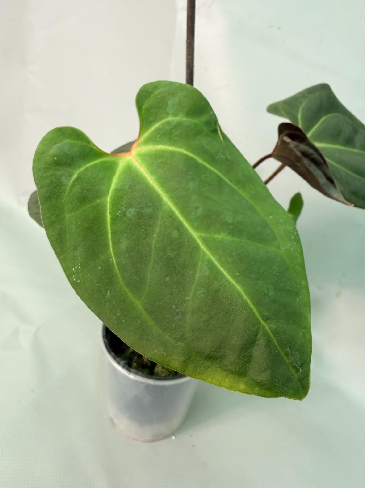 papillilaminum 06