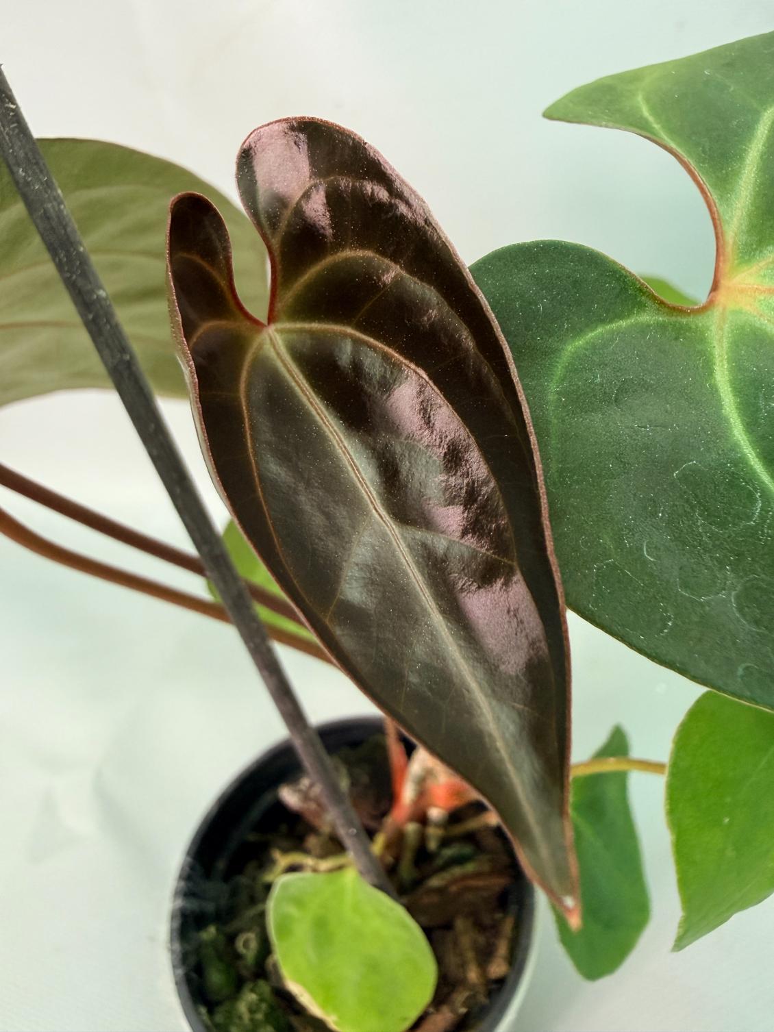 papillilaminum 01