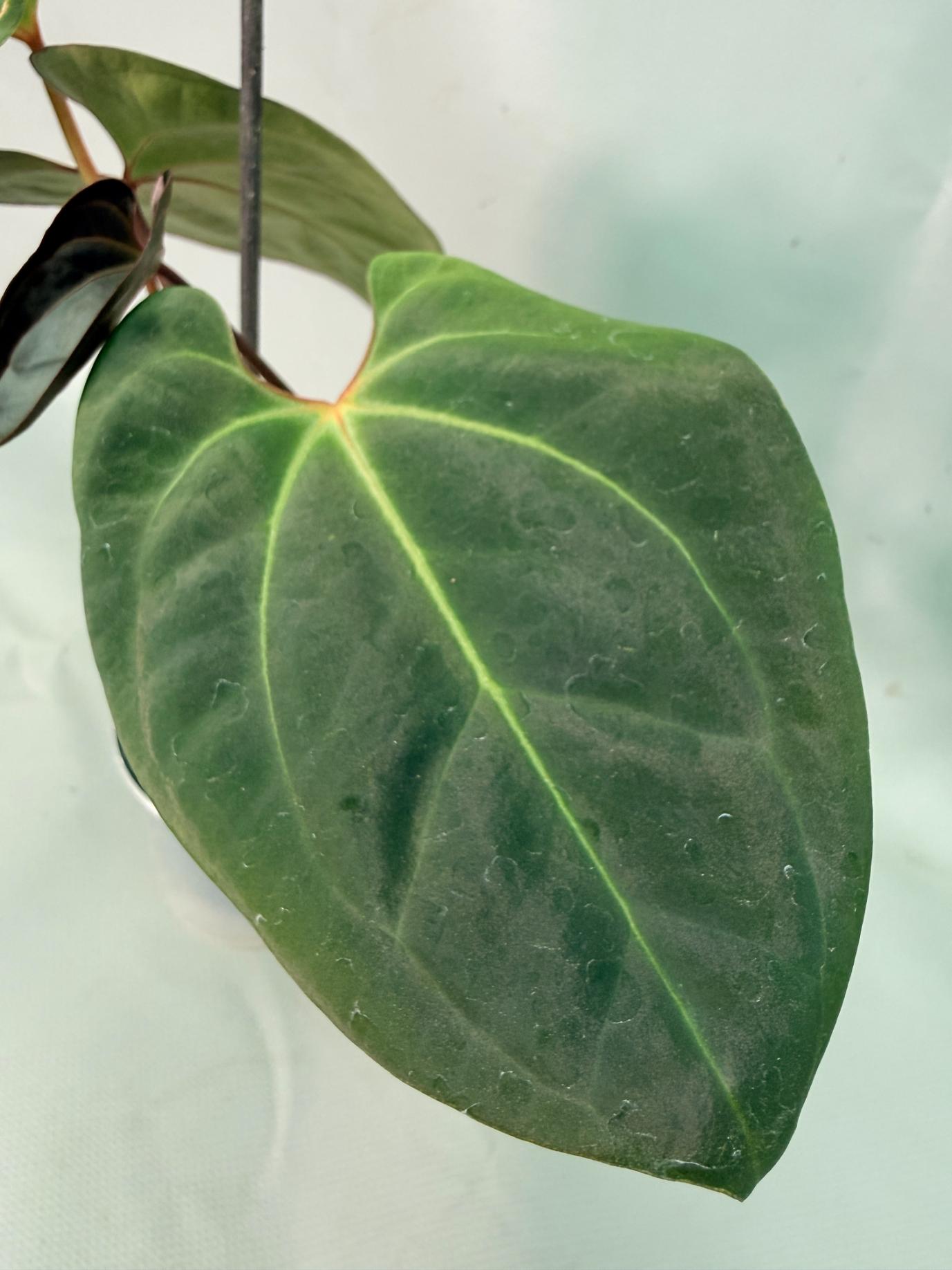 papillilaminum 07