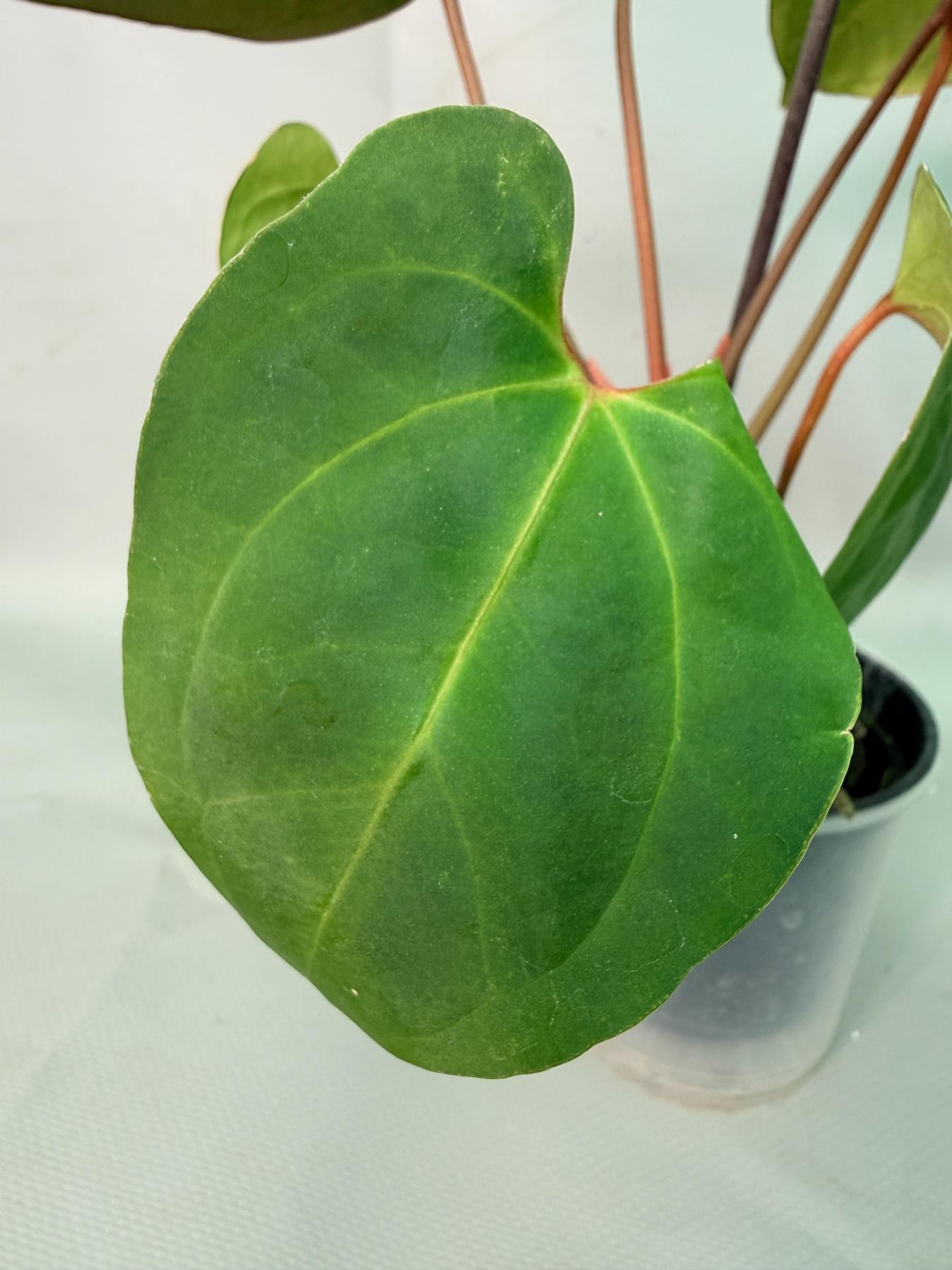 papillilaminum 08