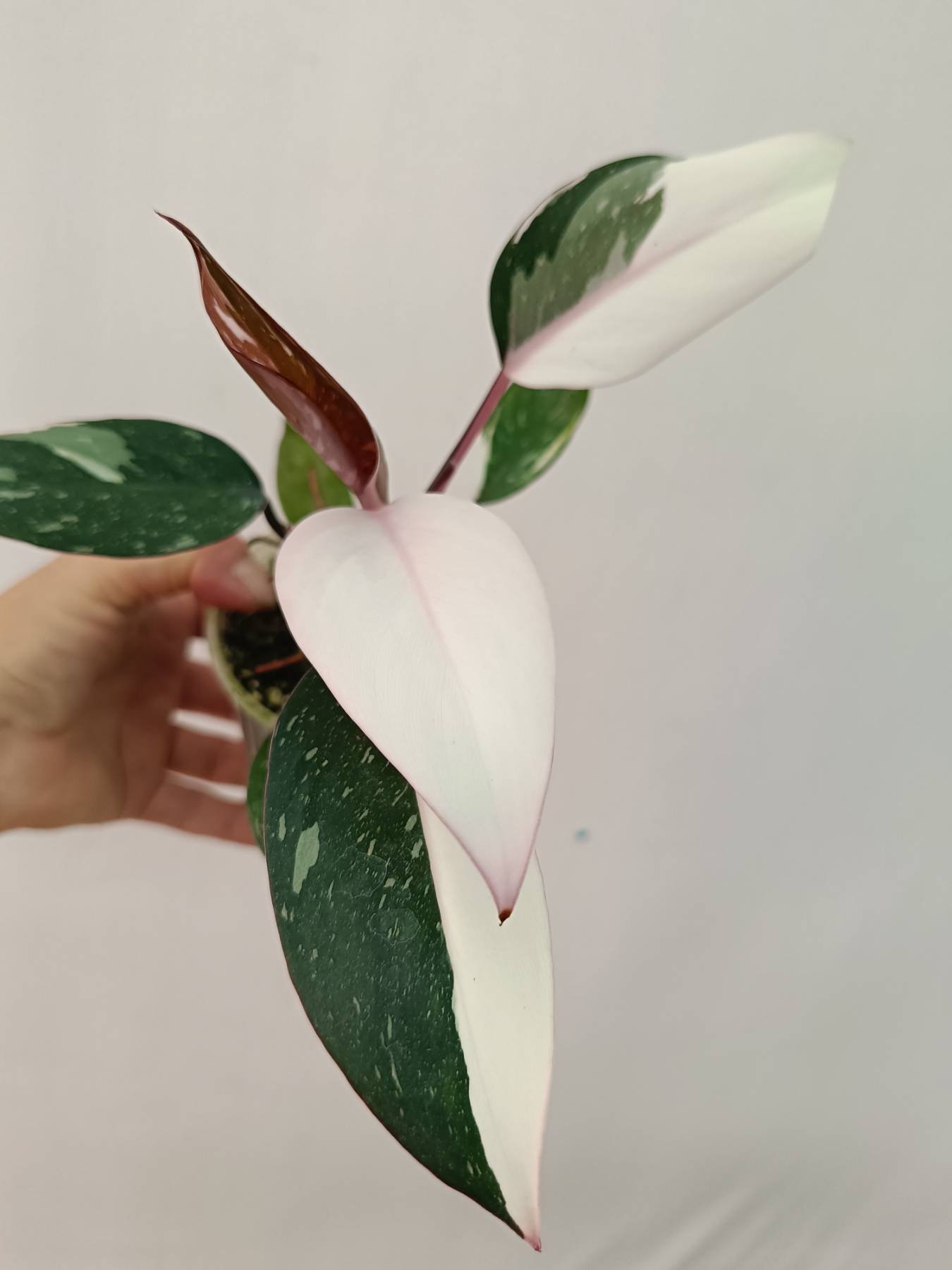 Philodendron Red Anderson