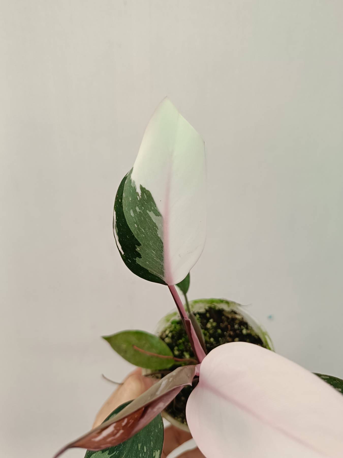 philodendron red anderson variegata Philodendron Red Anderson Variegata