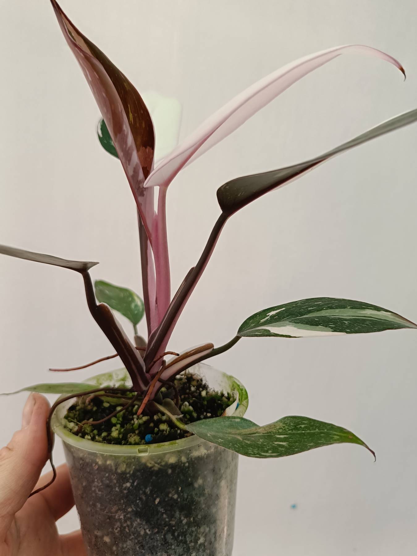 Philodendron Red Anderson
