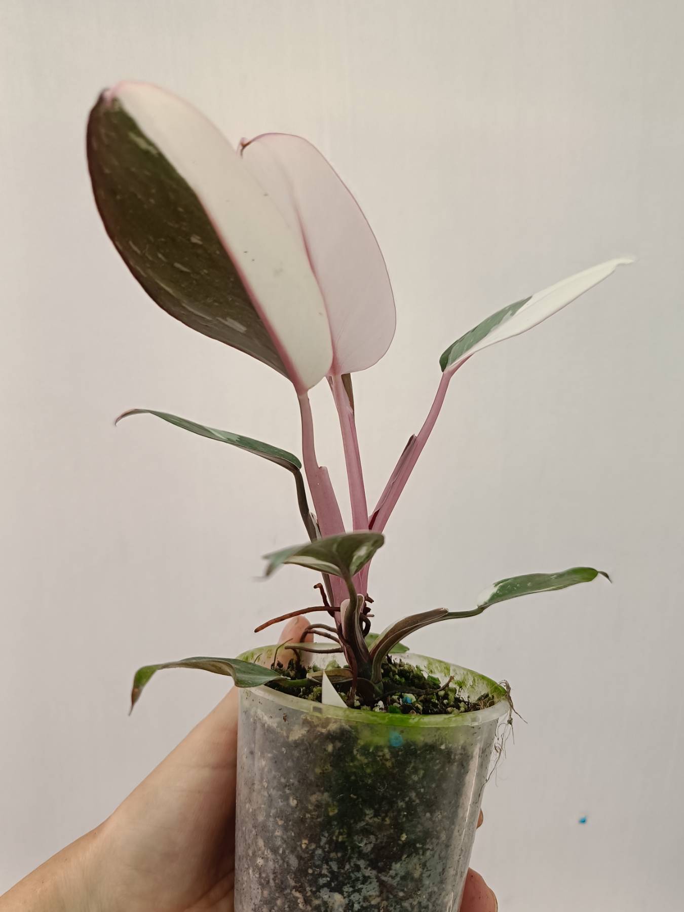 anderson red philodendron Philodendron Red Anderson Variegata