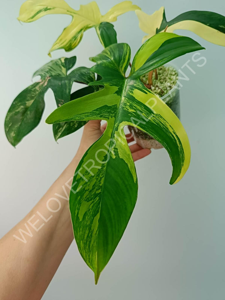 Philodendron florida beauty variegata