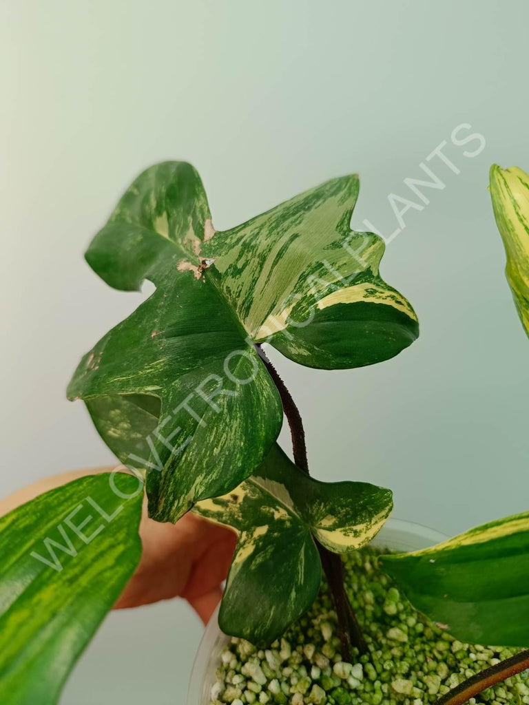 Philodendron florida beauty variegata