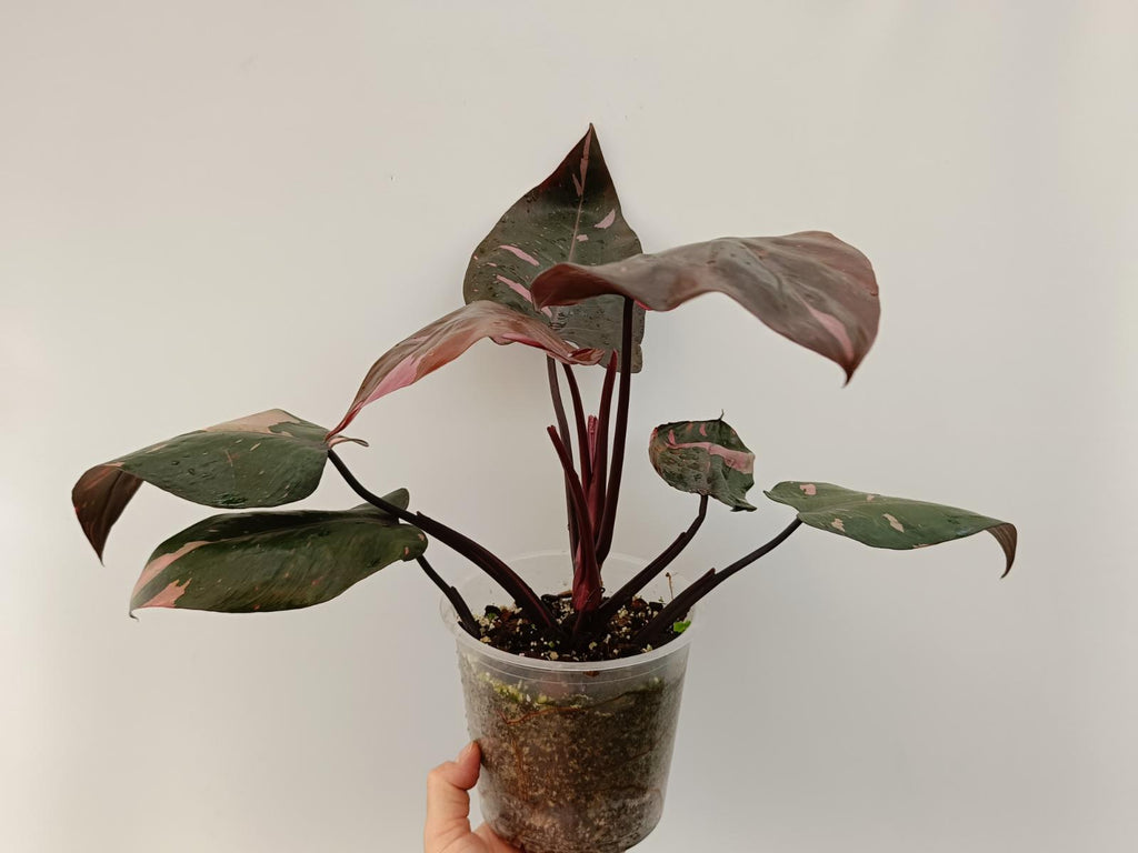 Philodendron pink princess