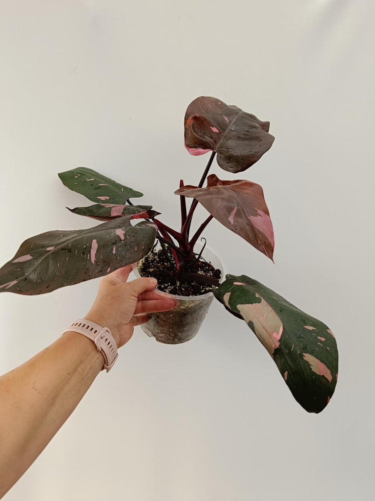 Philodendron pink princess