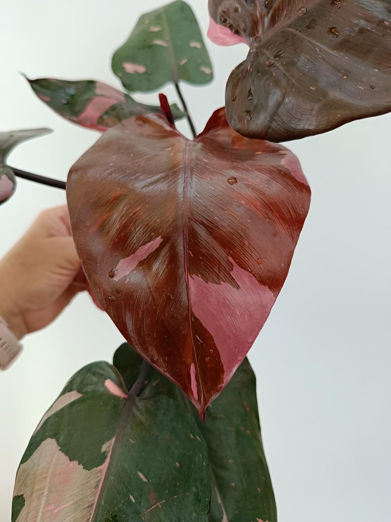 Philodendron pink princess