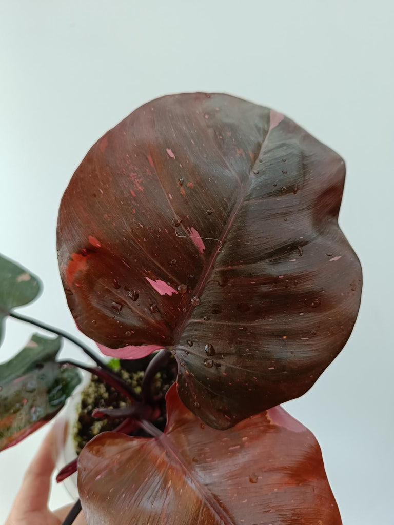 Philodendron pink princess