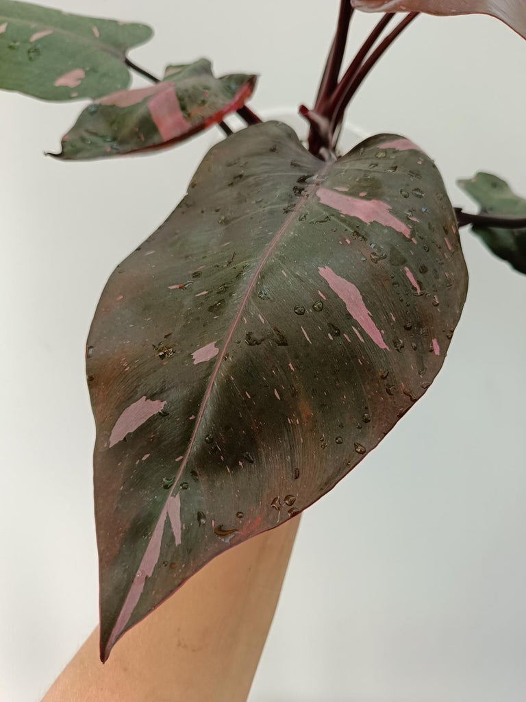 Philodendron pink princess