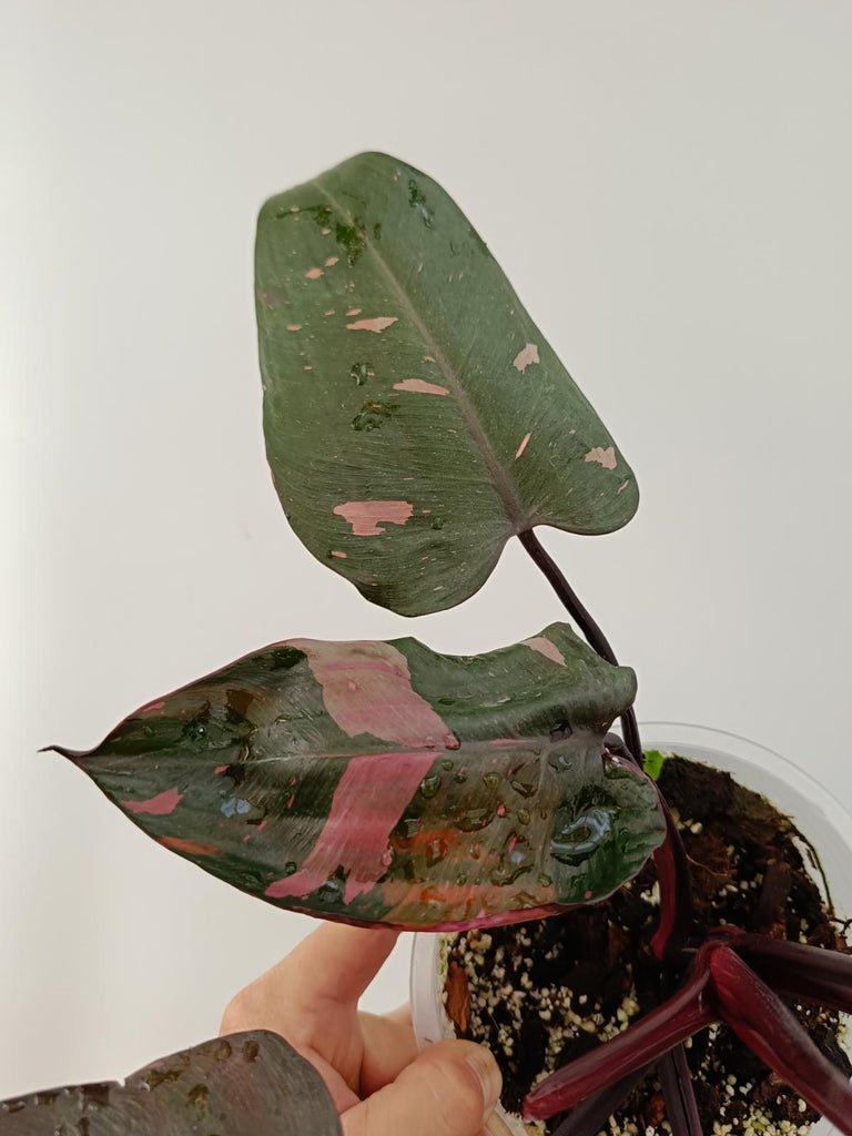 Philodendron pink princess