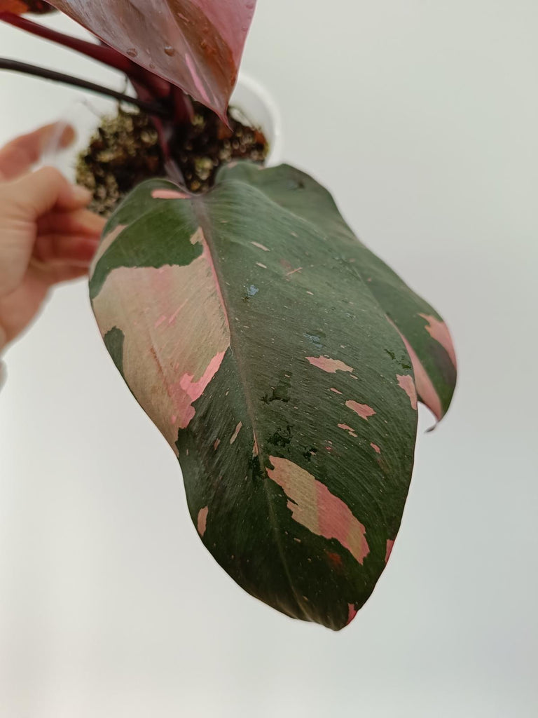 Philodendron pink princess